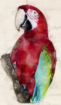 Scarlet macaw Stock Illustration