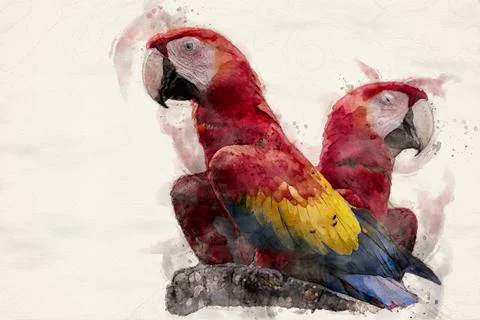 Scarlet macaw Stock Illustration
