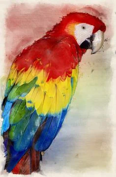 Scarlet macaw Stock Illustration