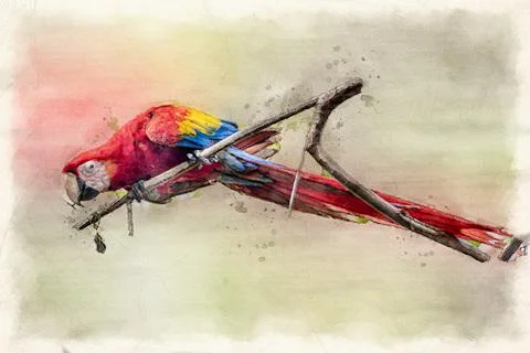 Scarlet macaw Stock Illustration