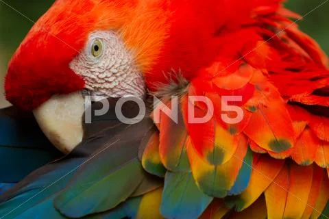 The Scarlet Macaw Is A Large Colorful Macaw It Is Native To Humid Evergreen Stock Photos