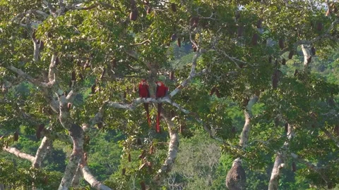 Scarlet Macaw Pair on Canopy Branch While Drone Orbits in Tambopata, Peru, Stock Footage 314329110
