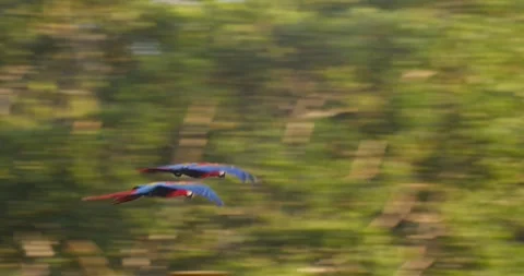 A Scarlet Macaw pair glides through Peru’s rainforest, their vibrant colors Video stock 304113178