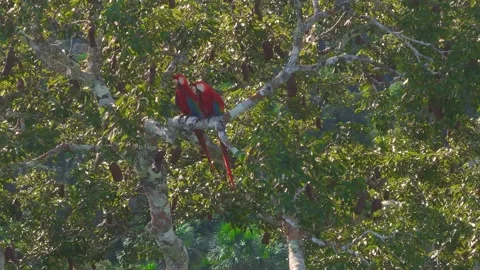 Scarlet Macaw Pair Perched on Azúcar Huayo Tree in Tambopata, Peru, Aerial Stock Footage 314329160