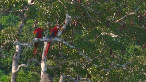 Scarlet Macaw Pair Perched with One Preening on Azúcar Huayo Tree in Tambopata, Stock Footage 314329014