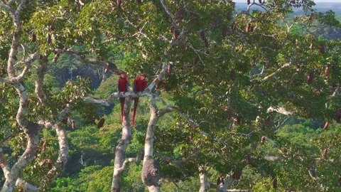 Scarlet Macaw Pair Perched on Tree Canopy in Tambopata, Peru, Aerial Telephoto 스톡 동영상 314328927