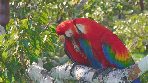 Scarlet Macaw Pair Scratching on Azúcar Huayo Tree, Aerial Shot, Tambopata Stock Footage 314329353