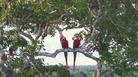 Scarlet Macaw Pair Touching Beaks on Azúcar Huayo Tree in Tambopata, Peru, Stock Footage 314329188