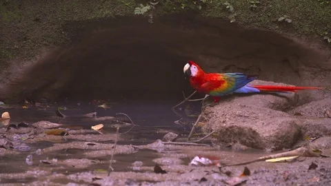 Scarlet Macaw - Parrot - Amazon Stock Footage 73067459