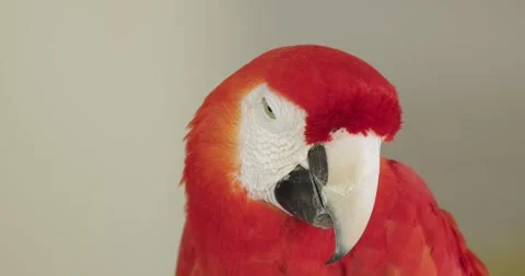 Scarlet macaw parrot head looking at camera. Stock Footage 285934355