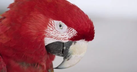 Scarlet macaw parrot head looking at camera. Stock Footage 286798338