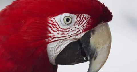 Scarlet macaw parrot looking at camera. Stock Footage 283972460