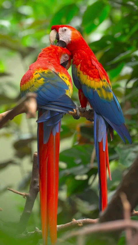 Scarlet macaw parrot pair preen feather groom Stock Footage 341133629