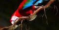 Scarlet Macaw. Parrot. Pantanal, Wetlands, Brazil. 4K 4k or 4k+ Resolution