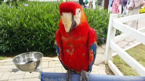 A scarlet macaw parrot standing in its cage at a recreation area Stock Footage 227422273