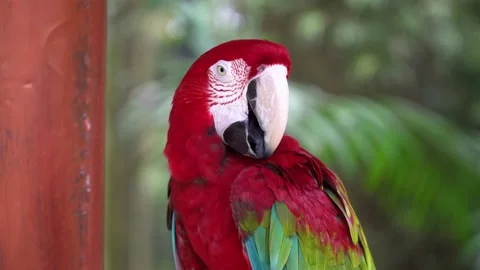 Scarlet Macaw parrot using its black and white beak to clean its feathers Stock Footage 142690678
