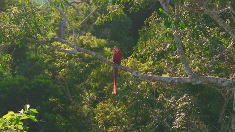 Scarlet Macaw Perched Alone at sunset in Tambopata, Peru, Aerial Telephoto Stock Footage 314329731