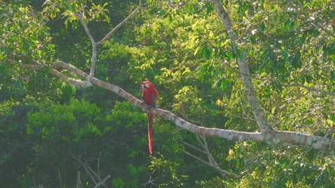 Scarlet Macaw Perched Alone on Tree Branch in Tambopata, Peru, Aerial Telephoto Stock Footage 314329788