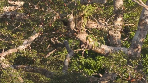Scarlet Macaw Perched then Taking Off from Tree Canopy in Tambopata, Peru, Stock Footage 314332091