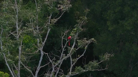 Scarlet Macaw Perched on Tree Canopy in Tambopata, Peru, Aerial Telephoto Stock Footage 314328985