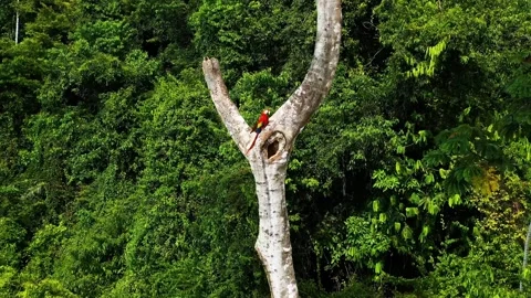 Scarlet Macaw Perched on a Tree in Lush Rainforest Stock Footage 301068399