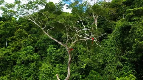 Scarlet Macaw perched on a tree in a lush green rainforest. Stock Footage 301073609