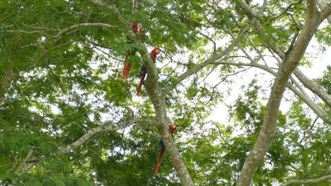 Scarlet Macaw perched in a tree in the wild during the day time Stock Footage 95605242