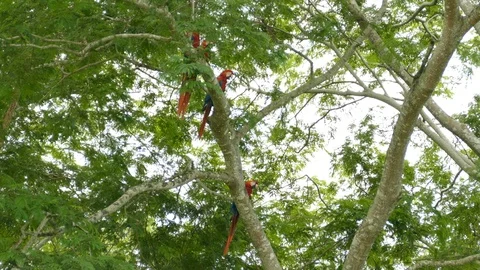 Scarlet Macaw perched in a tree in the wild during the day time - 24fps 1080p Stock-Footage 104122492