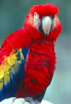 Scarlet macaw Stock-Fotos