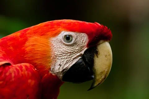 Scarlet macaw Stock Photos