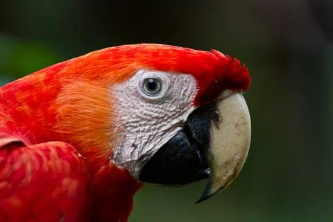 Scarlet Macaw Stock Photos