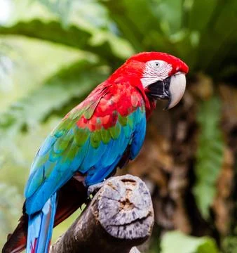 Scarlet macaw Stock Photos