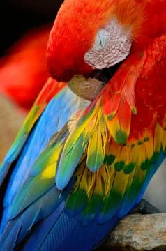 Scarlet macaw Stock Photos