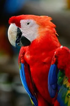Scarlet macaw Stock Photos