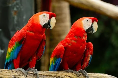 Scarlet macaw Stock Photos