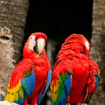 Scarlet macaw Stock Photos