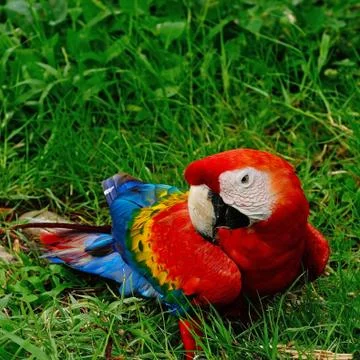 Scarlet macaw Stock Photos