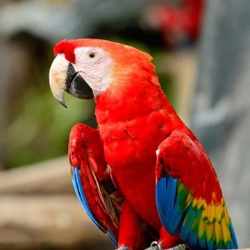 Scarlet macaw Stock Photos