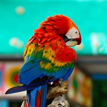 Scarlet macaw Foto stock