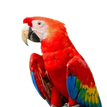 Scarlet macaw Stock Photos