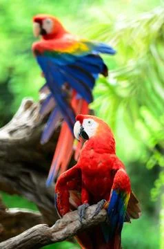 Scarlet macaw Stock-Fotos