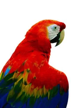 Scarlet macaw Stock Photos