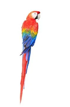 Scarlet macaw Foto stock