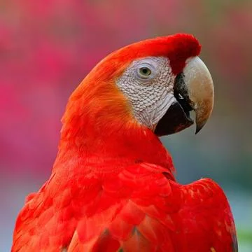 Scarlet macaw Stock Photos