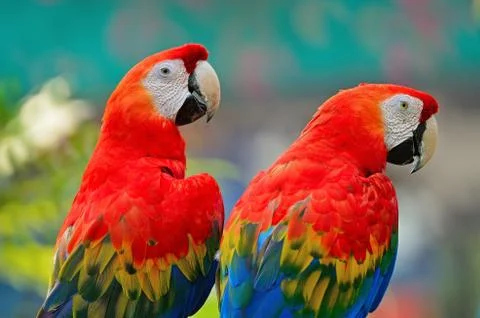 Scarlet macaw Stock Photos