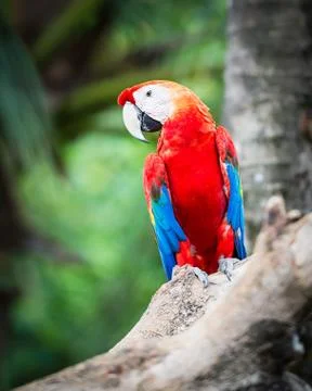Scarlet macaw Stock Photos