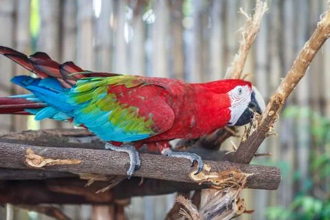 Scarlet macaw Stock Photos