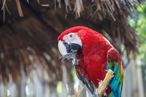 Scarlet macaw Stock Photos