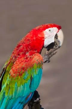 Scarlet macaw Stock Photos