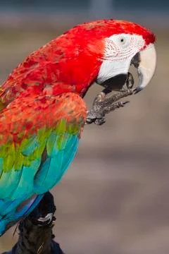Scarlet macaw Stock Photos